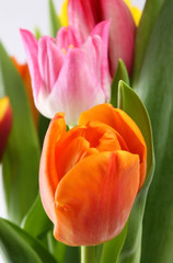 Tulpen