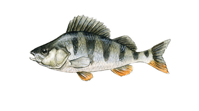 Perch