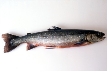 Trout Fish