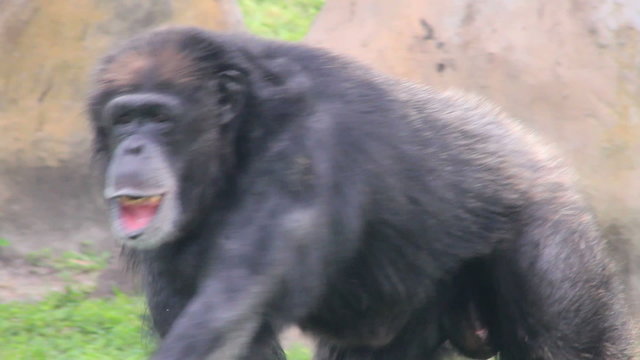 Chimpanzee Walking