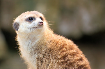 Fototapeta premium erdmännchen - suricata suricatta