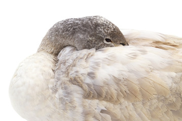 dreaming goose isolated