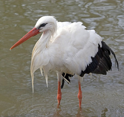 white stork hunting in water
