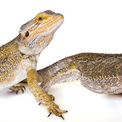 Reptile