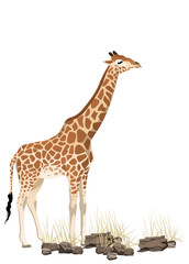 Obraz premium Giraffe