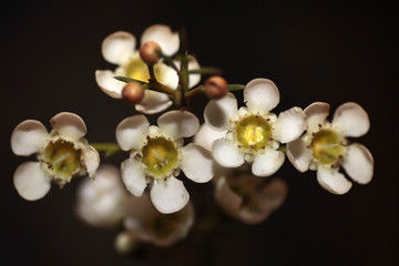 Chamelaucium flowers