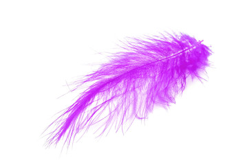 Violet feather over white background