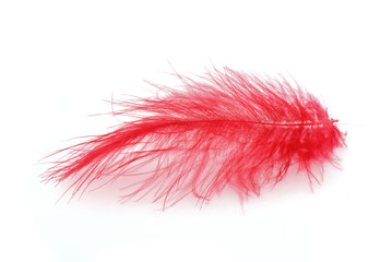 Red feather over white background