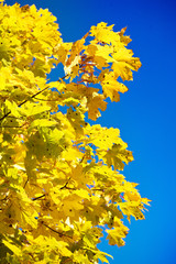 close up yellow autumn foliage