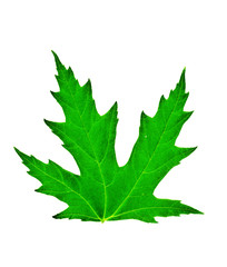 fresh green leaf of papple isolated