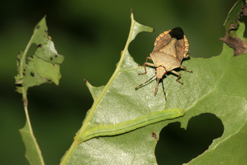 stinkbug