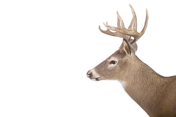 Large whitetail buck isolated on white background