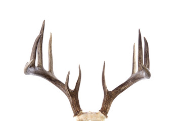 Large whitetail buck antlers isolated on white background