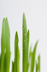 Fototapeta premium Green grass