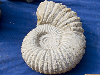 ammonite fossil © Enrique David Garcia