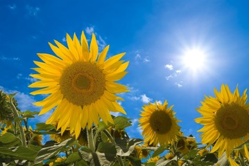 beautiful sunflowers by a sparkle day