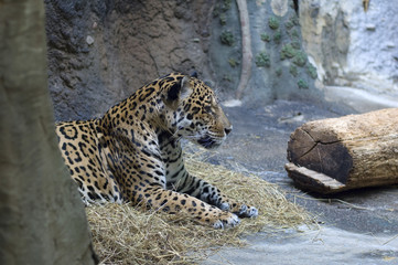 cheetah in zoo