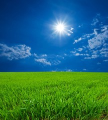 green field under a sparkle sun