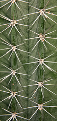 détail de cactus géant