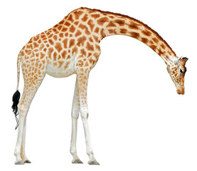 Détourage d'une girafe baissant la tête