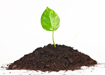 new life