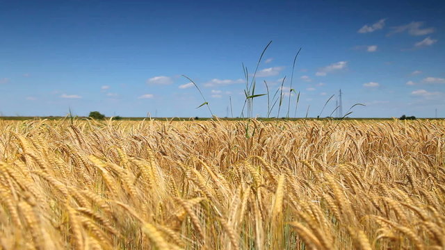 gold Field of wheat wave on the summer wind with blue sky