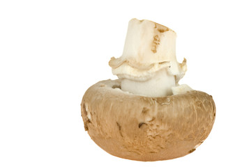 an upside-down chestnut mushroom