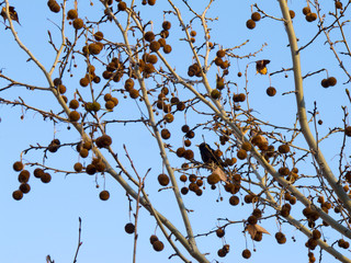 Dry branches with tree on blue sky and Bird