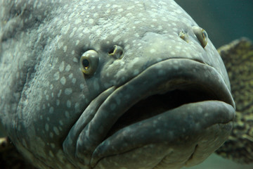 Meet the Grouper