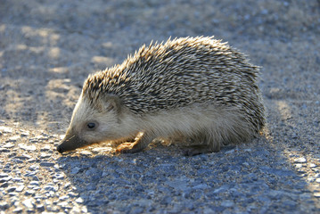 igel