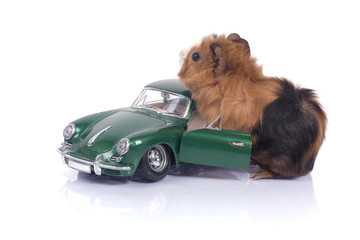 bébé cobaye et sa voiture de luxe