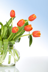Beautiful tulips in glass vase