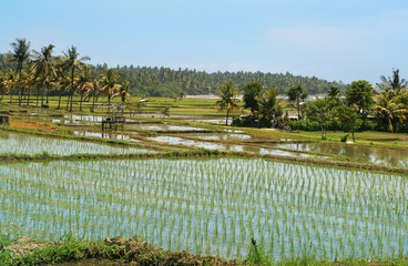 Rice fields with coconut palms on the coast of the sea,Bali