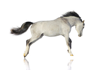 Fototapeta na wymiar arab stallion isolated