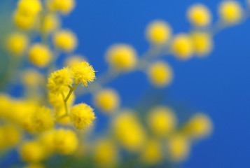 Mimose