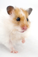 hamster portrait close-up on white