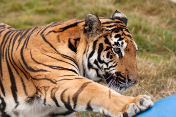 Sumatran tiger reaching for a toy
