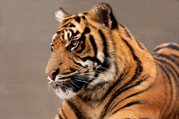 Head of a magnificent Sumatran Tiger