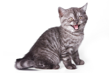 British kitten on white background