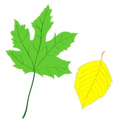 Leaves
