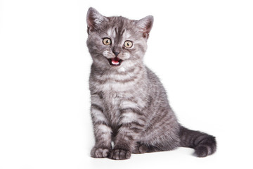 British kitten on white background