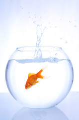 goldfish jumping into bowl