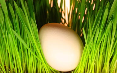 White egg lies in green grass