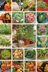 Fototapeta na wymiar légumes du jardin potager