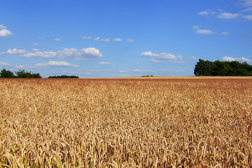 Weizenfeld im Sommer