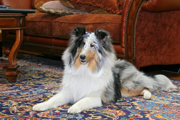 sheltie indoors