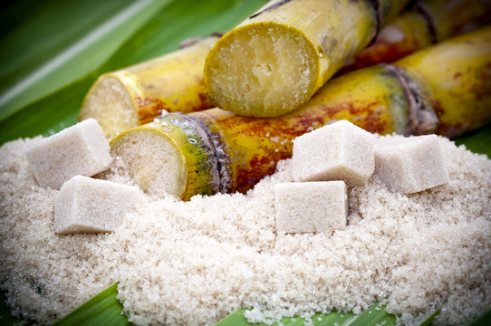 Canne &agrave; sucre