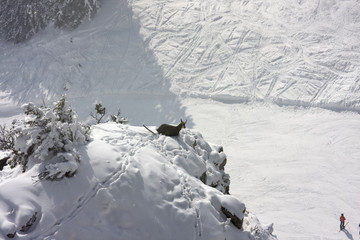 gämse am wendelstein