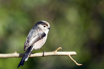 Long-tailed tit