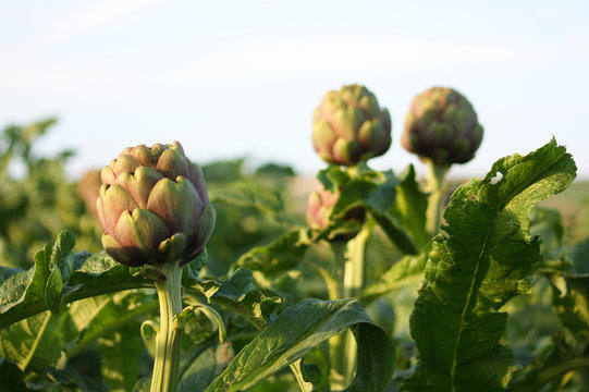 Campo di carciofi